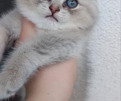 Шотландска сребриста чинчила