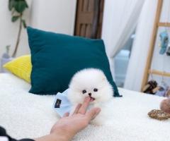 Сладки миниатюрни кученца Померан