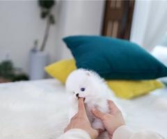 Сладки миниатюрни кученца Померан