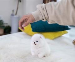 Сладки миниатюрни кученца Померан