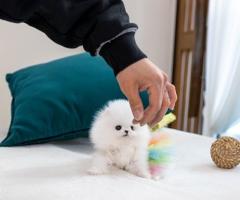Сладки миниатюрни кученца Померан