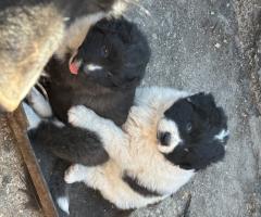 Чистокръвни български овчарски кученца
