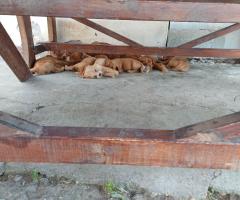 Продавам мъжки кученца кокер шпаньол