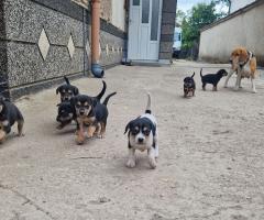 Подаряват се кученца