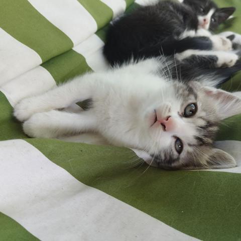 Подаряват се котенца
