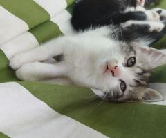 Подаряват се котенца