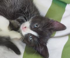 Подаряват се котенца
