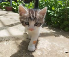 Подаряват се котенца