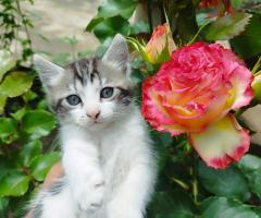 Подаряват се котенца