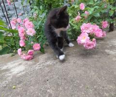 Подаряват се котенца