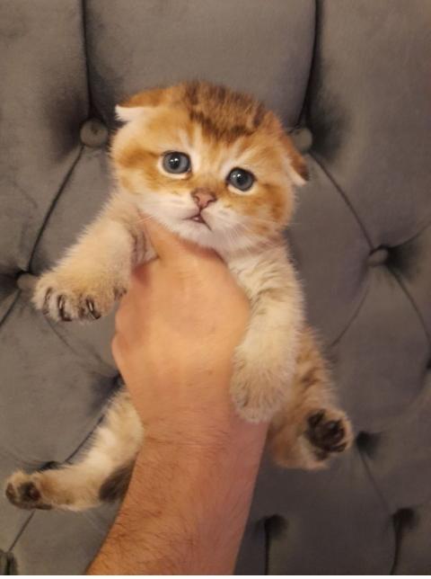 Родословни котенца златна чинчила