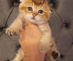 Родословни котенца златна чинчила