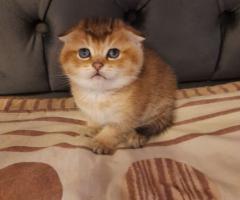 Родословни котенца златна чинчила