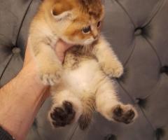 Родословни котенца златна чинчила