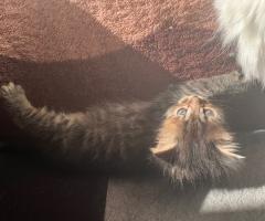 Коте