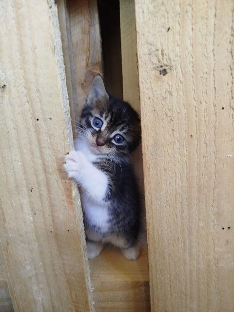 Казвам се Мей и си търся постоянен дом!