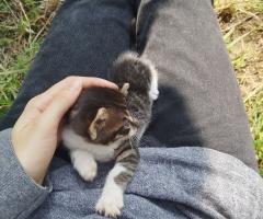 Казвам се Локи и си търся постоянен дом!