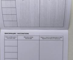 Казвам се Даш и си търся постоянен дом!