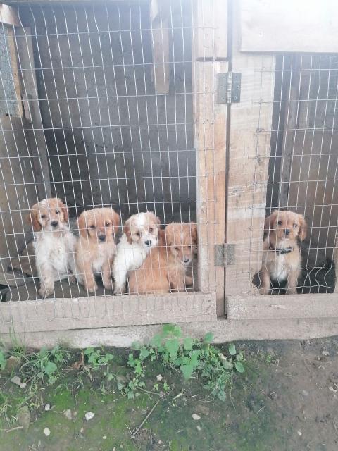 Продавам кученца