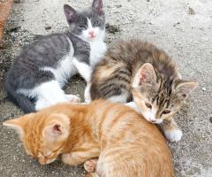 Подарявам котета
