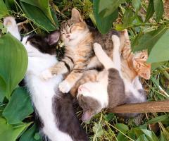 Подарявам котета