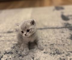Британски късокосмести