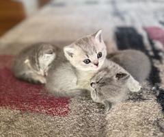 Британски късокосмести