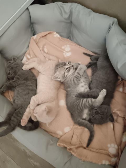 Британчета котенца