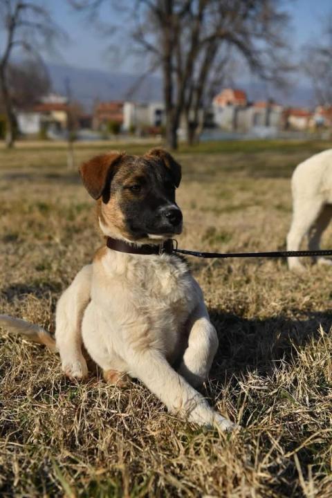 Търсим дом за Роло