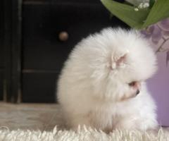 Предлагаме уникален мини померан с късата муцунка