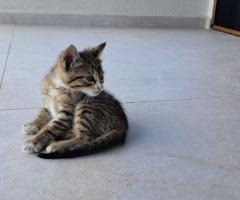 Малко мъжко тигърче търси дом