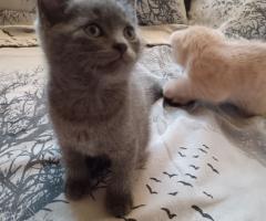 Британчета котенца