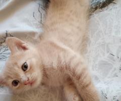 Британчета котенца