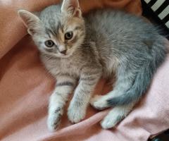Британчета котенца