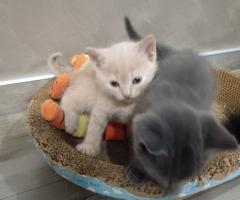 Британчета котенца