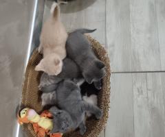 Британчета котенца