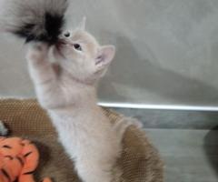 Британчета котенца