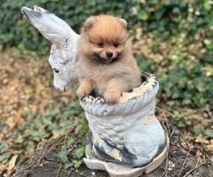 Померан