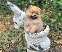 Померан