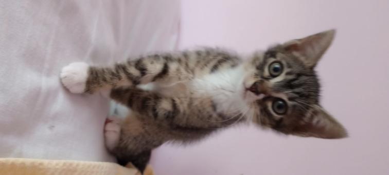 Котенца търсят дом