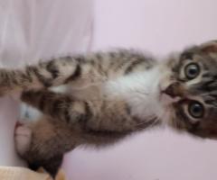 Котенца търсят дом