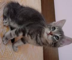 Котенца търсят дом