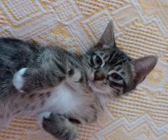 Котенца търсят дом