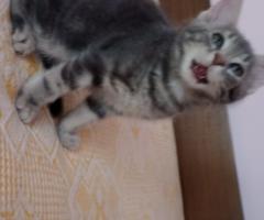 Котенца търсят дом