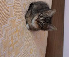 Котенца търсят дом