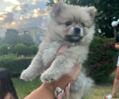 Померани!!!Страхотни кученца