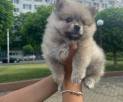 Померани!!!Страхотни кученца