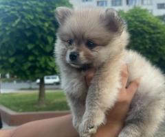 Померани!!!Страхотни кученца