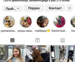 Малтипу кученца за продажба