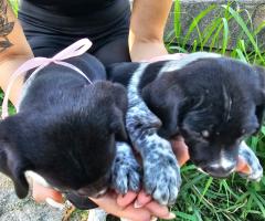 5 Прекрасни Кученца Търсят Своят Дом